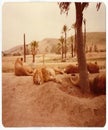 Sleepy lions at lion country safari