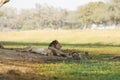 Sleepy lions