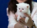 Sleepy little kitten in female hands on blue background