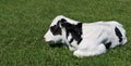 Tired Holstein calf laying down in the meadow Royalty Free Stock Photo