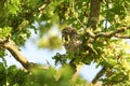 A sleepy cute Little Owl, Athene noctua, perching on a branch in an oak tree at dusk. Royalty Free Stock Photo