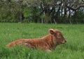 Sleepy little rust colored calf lying down in the field Royalty Free Stock Photo