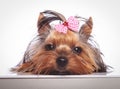 Sleepy little yorkshire terrier puppy dog is lying down Royalty Free Stock Photo