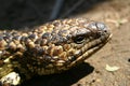 Sleepy lizard Royalty Free Stock Photo