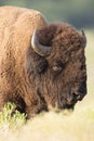 Sleepy lone buffalo