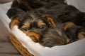 Foreground of a sleepy Yorkshire Terrier puppy