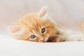 Sleepy cute Maine Coon kittens Royalty Free Stock Photo