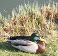 sleepy, male duck lies on the shore