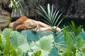 Sleepy Male Lion at Malaysia National Zoo