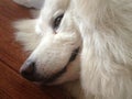 Sleepy male Samoyed dog profile on floor