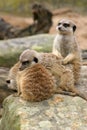 Sleepy Meerkat Trio