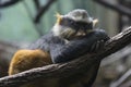 Sleepy monkey Royalty Free Stock Photo