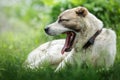 Sleepy monster big asian shepherd dog in a green grass background Royalty Free Stock Photo