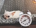 Sleepy moody white short hair Chihuahua dog lying down on grey mattress in teepee tent with alarm clock infront of her. Chihuahua