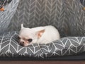 Sleepy moody white short hair Chihuahua dog lying down on grey mattress in teepee tent looking at camera. Chihuahua dog does not
