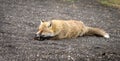 Sleepy mountain fox