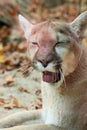 Sleepy Mountain Lion Sticks out Tongue and Winks