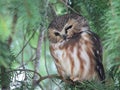 Squinting Northern Saw-whet Owl