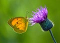 Sleepy Orange butterfly, eurema nicippe Royalty Free Stock Photo