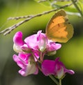 Sleepy Orange Butterfly on Sweet Pea