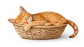 Sleepy orange cat in a cozy basket Royalty Free Stock Photo