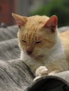 Sleepy orange cat on a roof Royalty Free Stock Photo