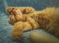 Sleepy orange kitten takes a nap indoors on the sofa. Little ginger cat sleeping tight in a cute position, covering muzzle with Royalty Free Stock Photo