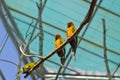 Sleepy orange sun conure parrot on a tree branch