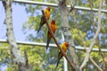 Sleepy orange sun conure parrot on a tree branch