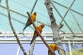 Sleepy orange sun conure parrot on a tree branch