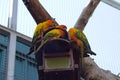 Sleepy orange sun conure parrot on a tree house