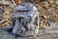 Sleepy owl in Featherdale Wildlife Park, Australia