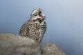 Sleepy Owl Perched on a Rock and Yawning