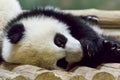 Sleepy Panda Baby