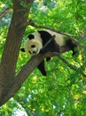 Sleepy Panda On the tree