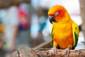 Sleepy parrot on a branch Royalty Free Stock Photo