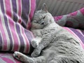 Sleepy pedigree cat in the land of nod Royalty Free Stock Photo