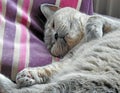 Sleepy pedigree cat in the land of nod Royalty Free Stock Photo