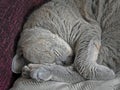 Sleepy pedigree cat Royalty Free Stock Photo