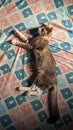 sleepy pet tabby cat peacefully lying on the sunkissed bed Royalty Free Stock Photo