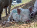 Sleepy piglet in a market