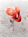 Sleepy Pink Flamingo Close Up