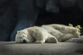 Sleepy Polar Bear