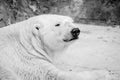 Sleepy polar bear portrait in black and white