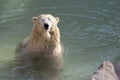 Sleepy polar bear