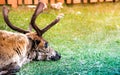 Sleepy polar deer lying on green grass