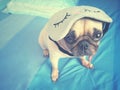 Sleepy pug dog face in blue bed and the grey sleeping mask Royalty Free Stock Photo