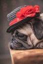 Sleepy pug dog wearing hat lying down in side view Royalty Free Stock Photo