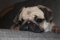 Sleepy Puggy