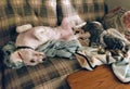 Sleepy puppies relaxing on the couch Royalty Free Stock Photo